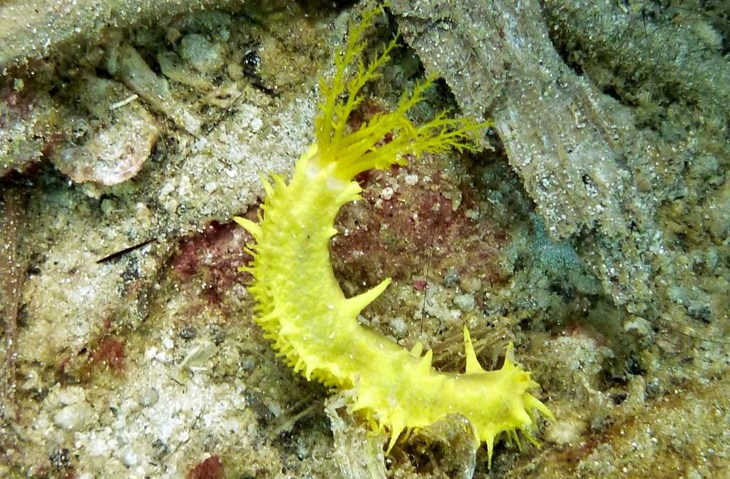 Sarı Deniz Hıyarı