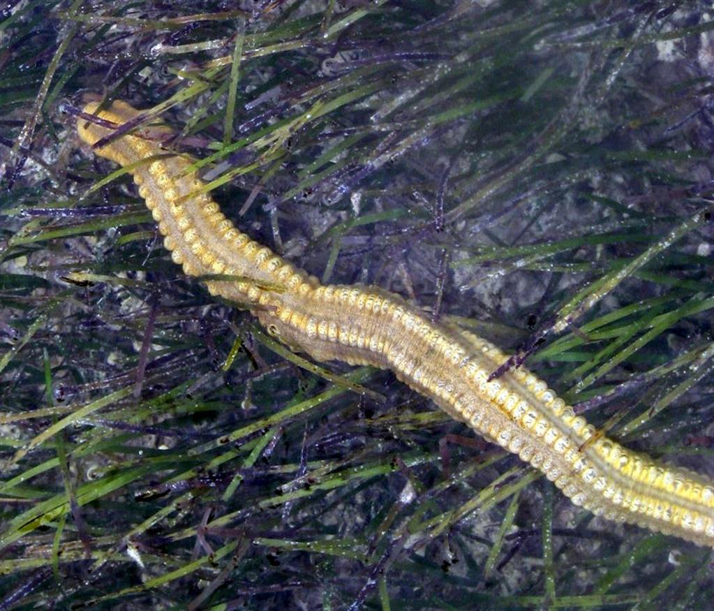 Sarı Deniz Hıyarı