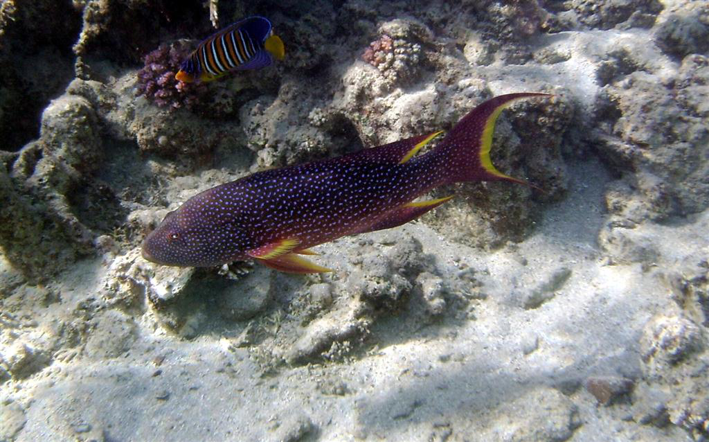 Sarı Kenarlı Lir Kuyruğu