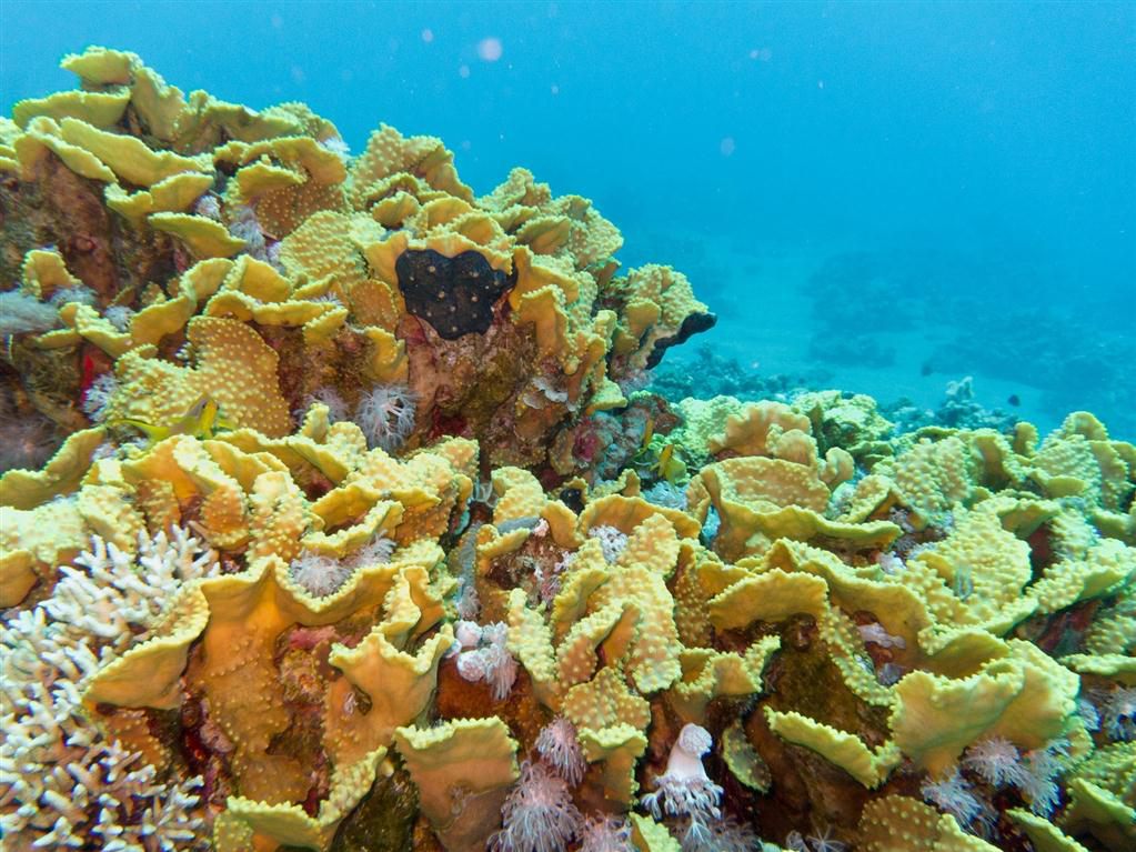 Sarı Parşömen Mercan