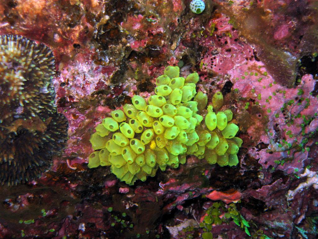 Sarı Sömürge Aascidian