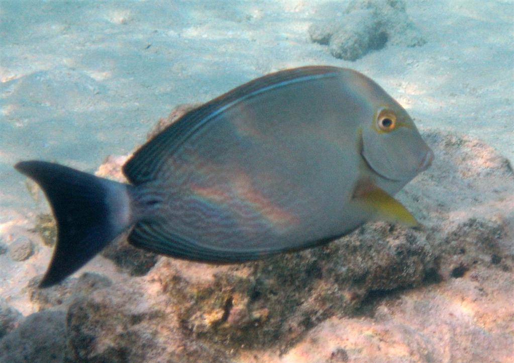 Sarı Yüzgeçli Cerrah Balığı