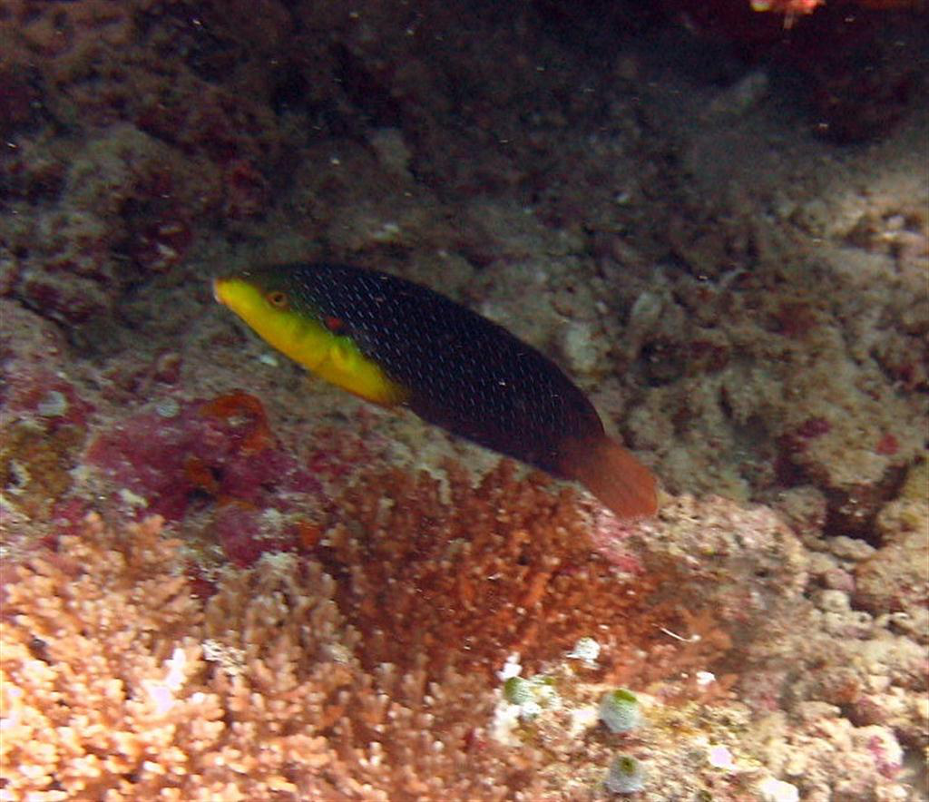 Sarı göğüslü Wrasse