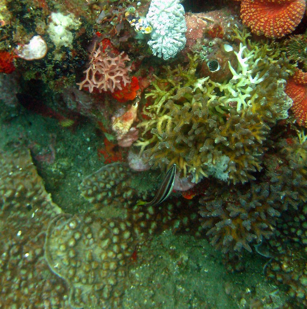 Sarı kuyruklu sümbül