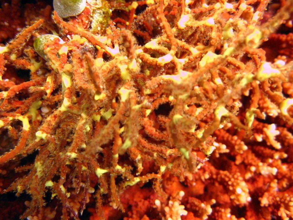 Sarı ve Beyaz Clathria