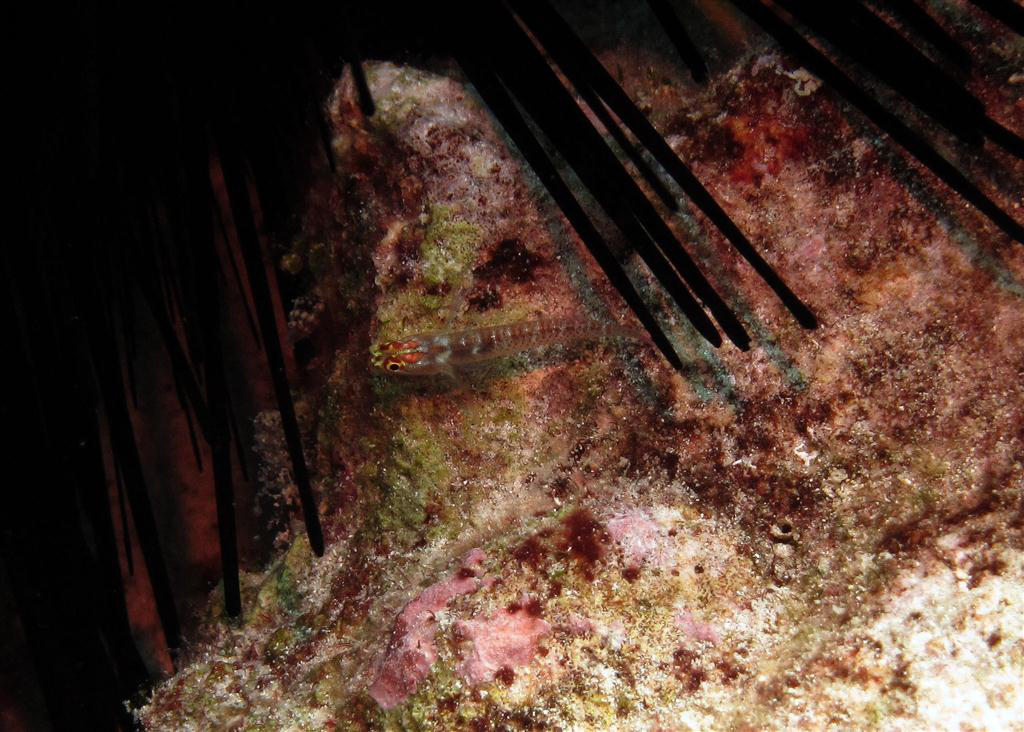 Sarıgöz Üç Kanatlı