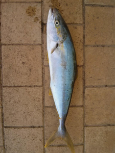 Sarıkuyruk Amberjack