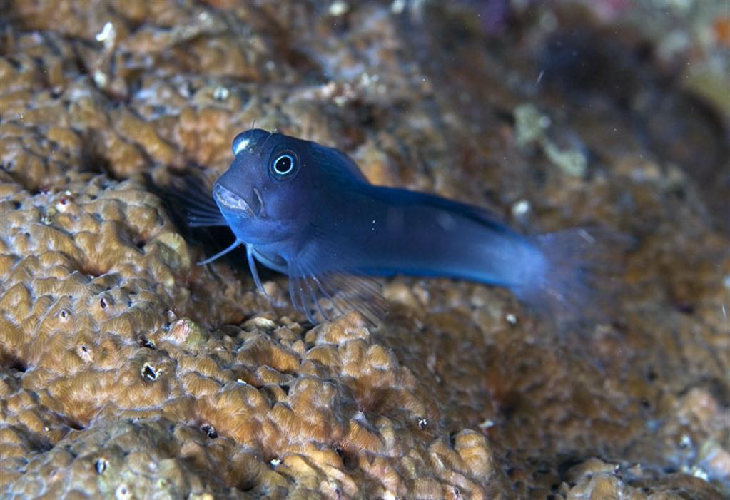 Sarıkuyruk Blenny