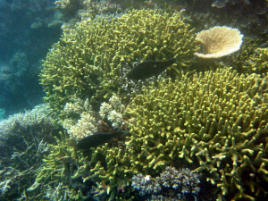Sarıkuyruk Wrasse