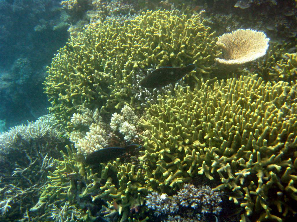 Sarıkuyruk Wrasse