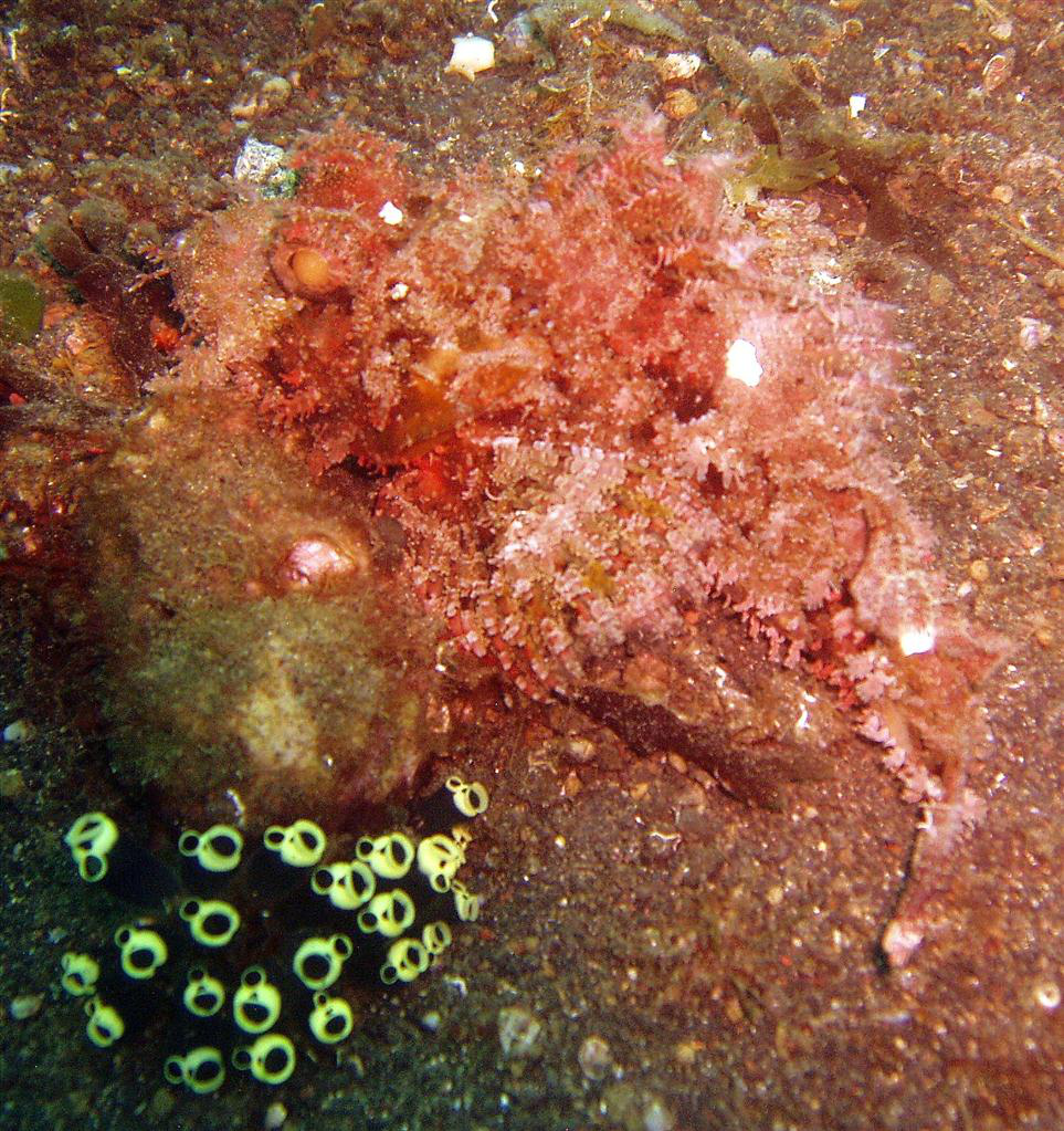 Şarkı Söyleyen Deniz Fışkırtması