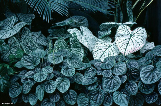 Sarmaşık Yaprağı Peperomisi