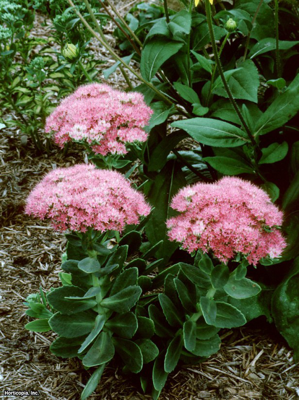 Sedum