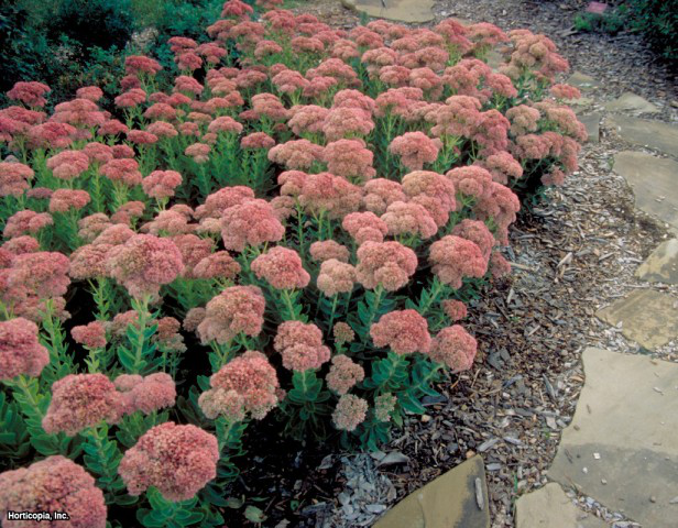 Sedum