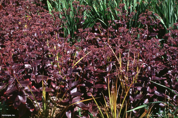 Sedum