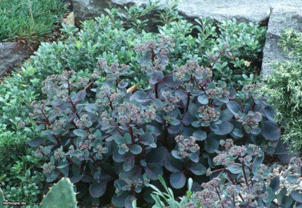 Sedum