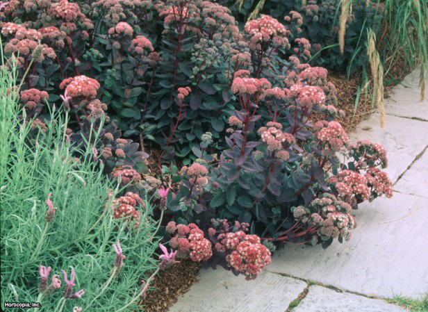 Sedum