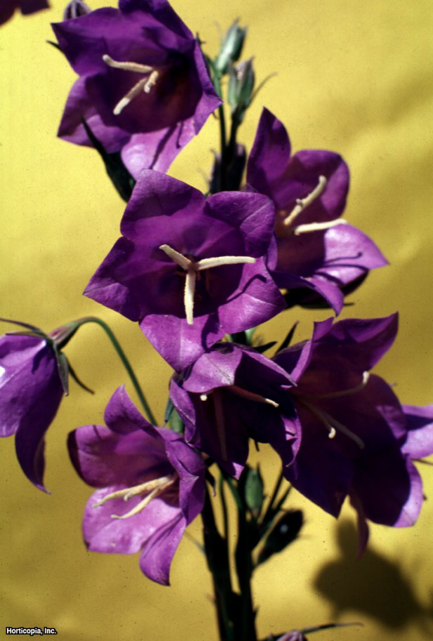 Şeftali Yapraklı Çan Çiçeği