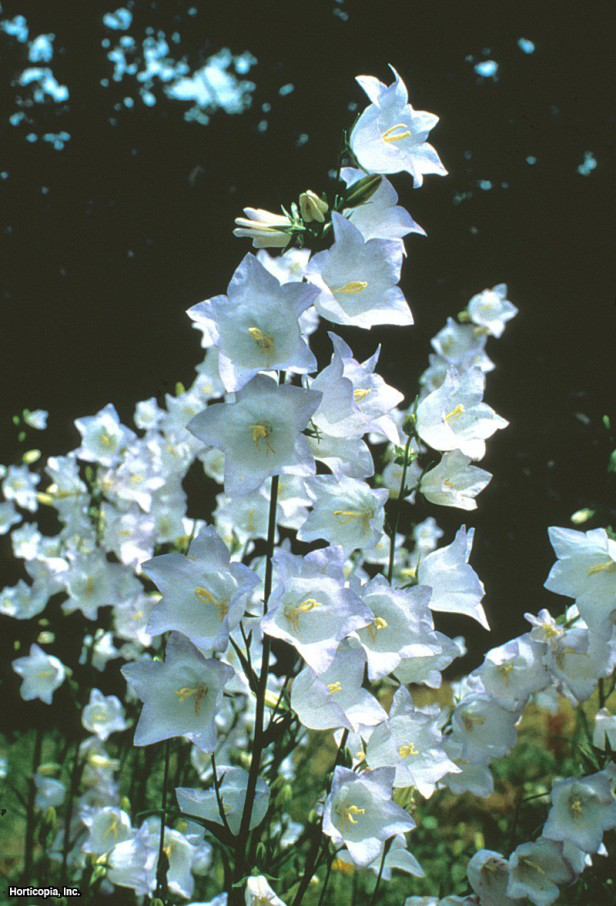 Şeftali Yapraklı Çan Çiçeği