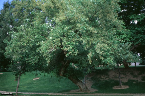 Şeftali Yapraklı Söğüt