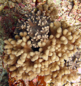 Silindir Mercan