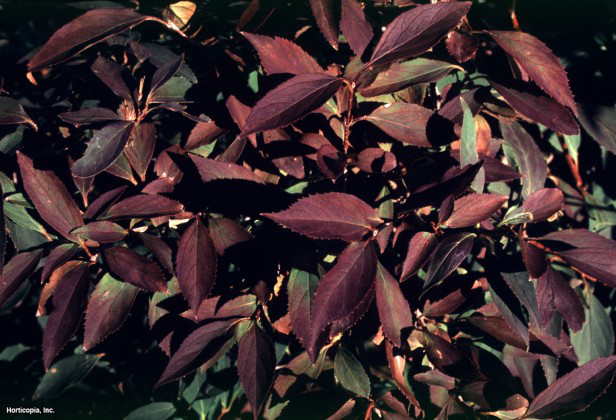 Sınır hor çiçeği