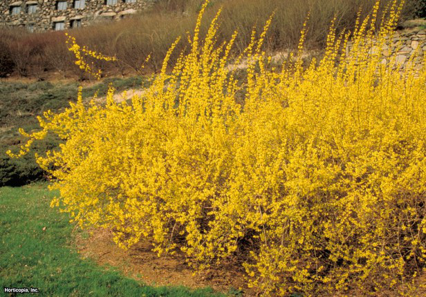 Sınır hor çiçeği