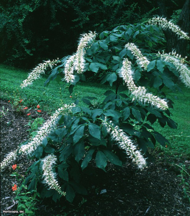 Şişe Fırçası Tek Gözü