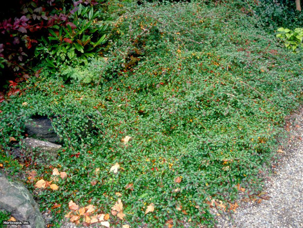 Söğüt Yaprağı Cotoneaster