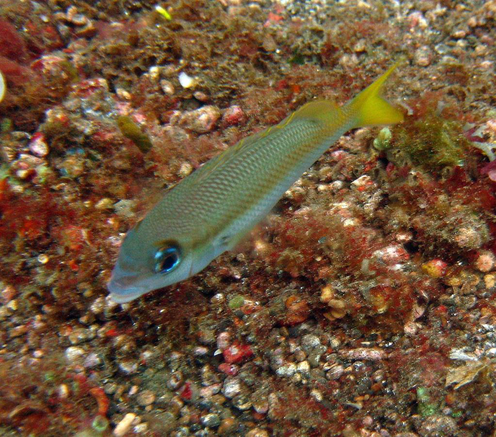 Soluk Tek Gözlü Çipura