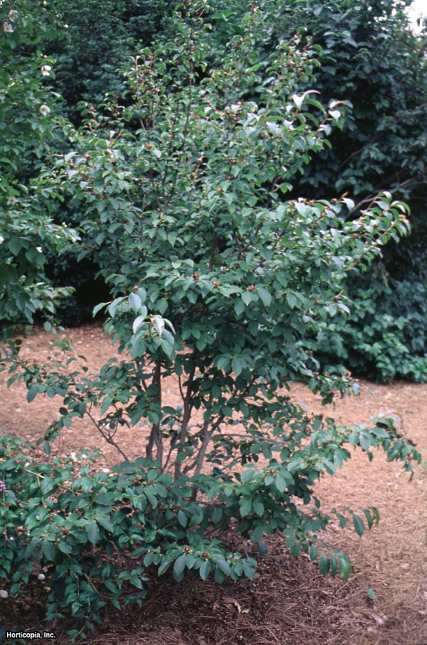 Stewartia