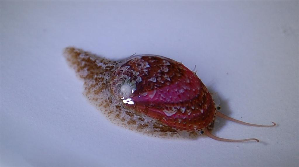 Stomatella Salyangozları