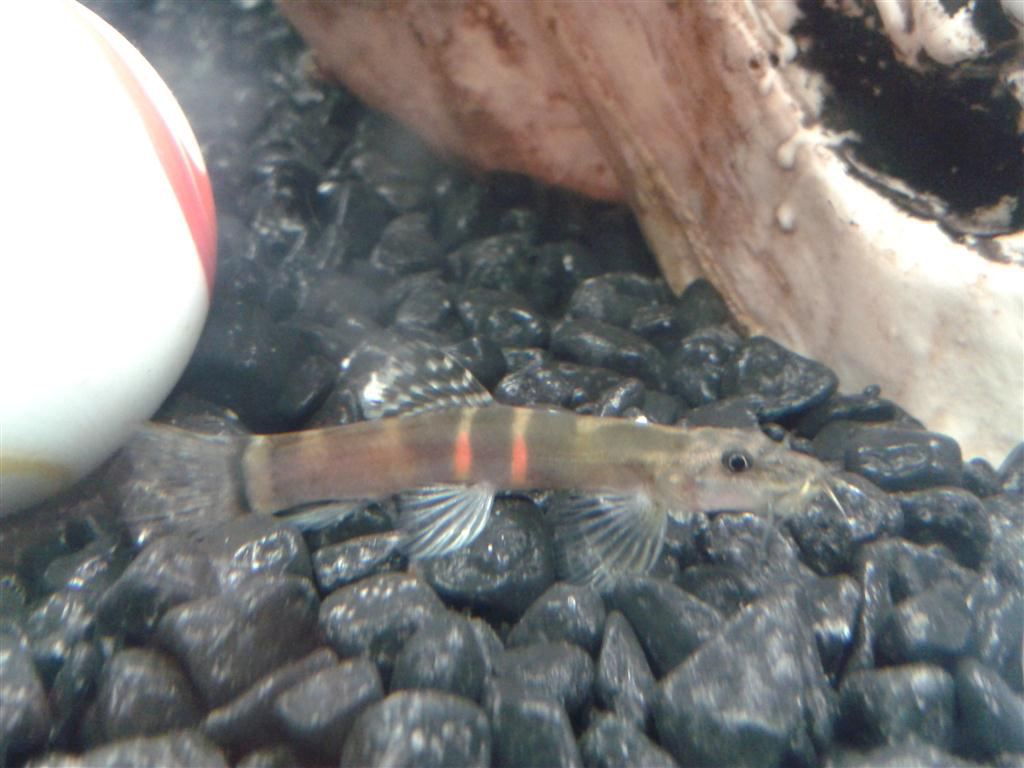 Sumo Loach
