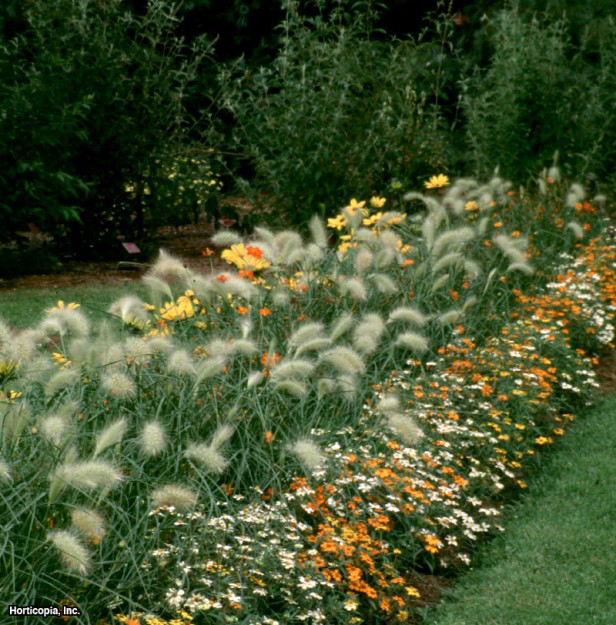 Sürünen Zinnia