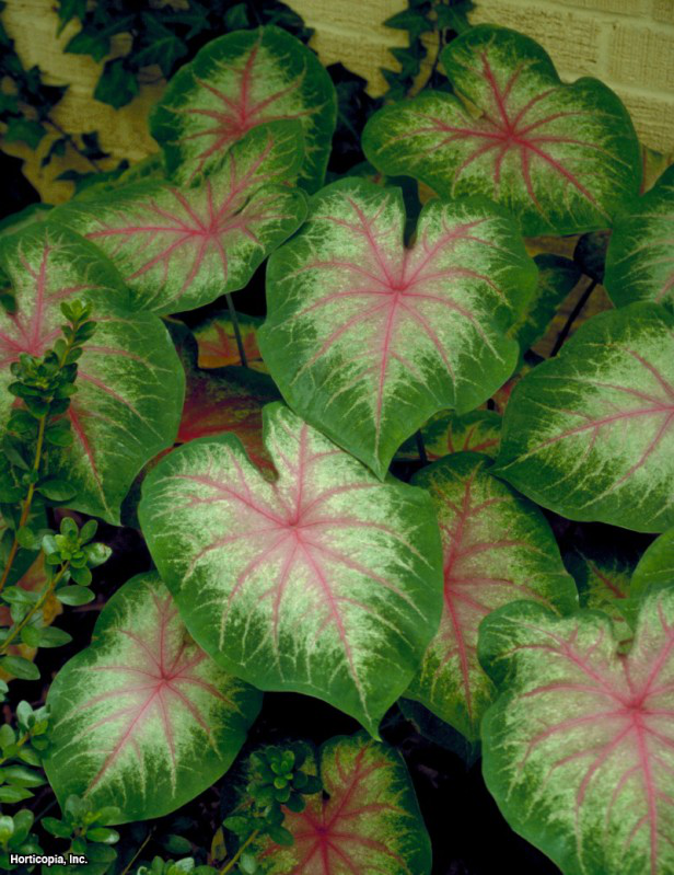 Süslü Yapraklı Caladium