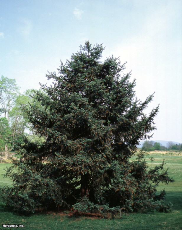 Szechwan Ladin