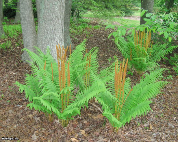 Tarçın Eğreltiotu