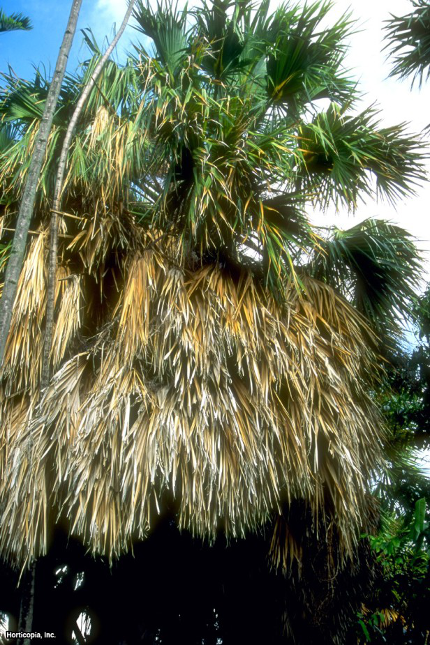 Teksas Palmetto