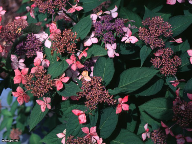 Testere Dişi Ortanca