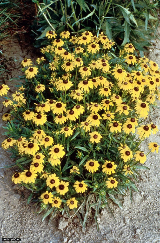 Turuncu Coneflower