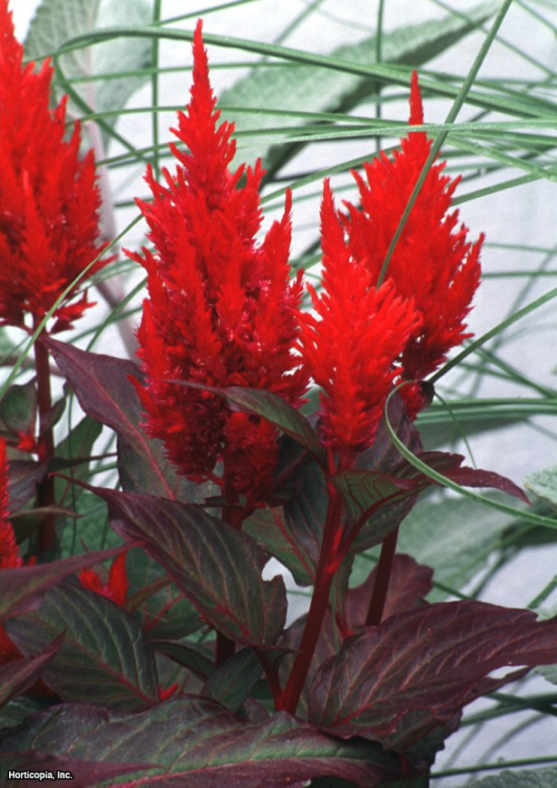 Tüy Celosia