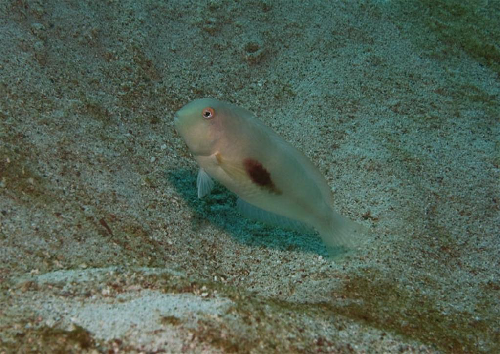 Twistii Jilet Balığı