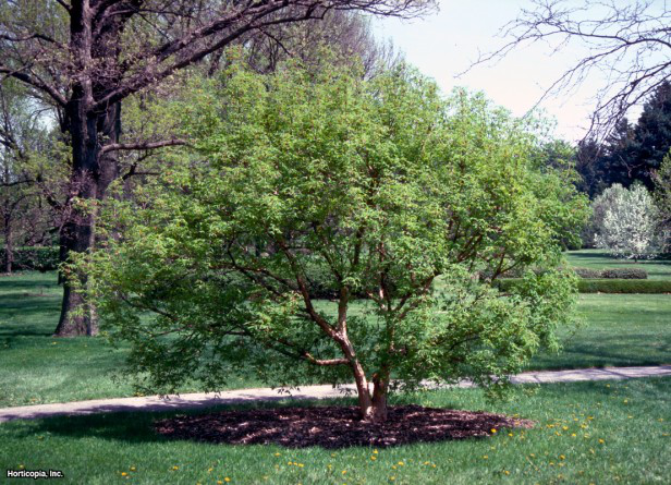 Üç Çiçekli Akçaağaç