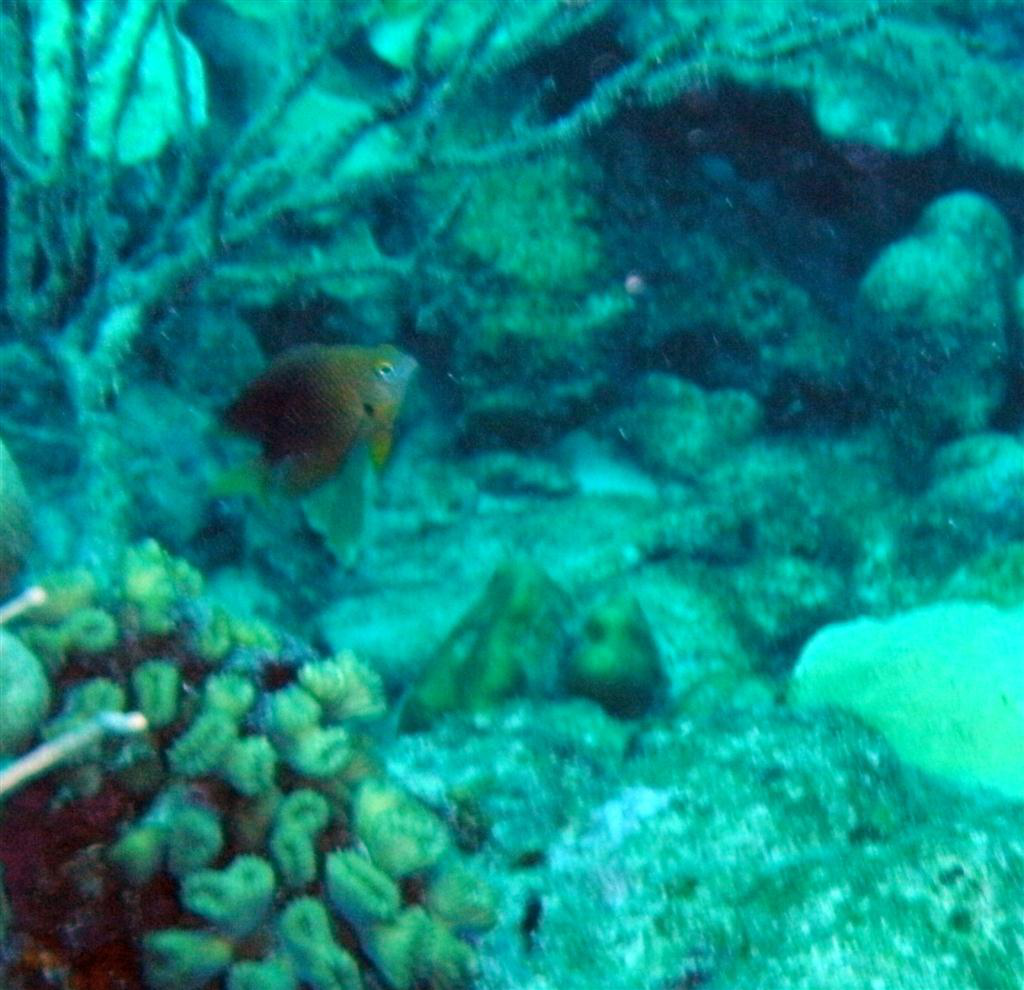 Üç Noktalı Kız Balığı