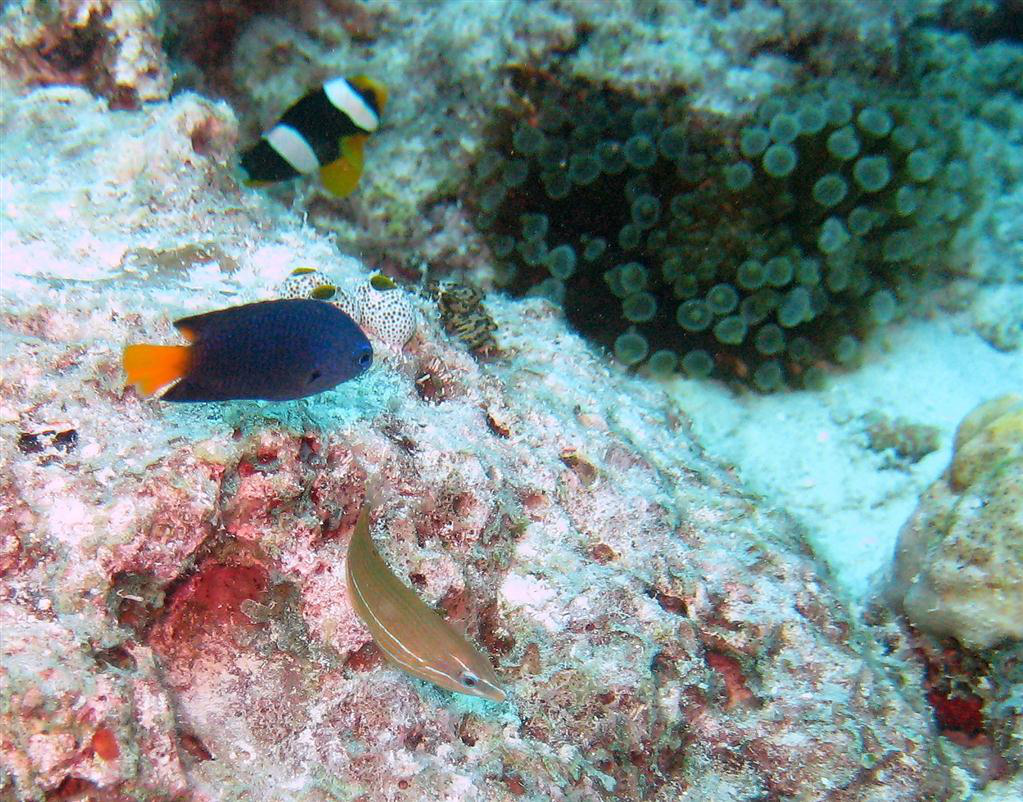 Üç hatlı Wrasse