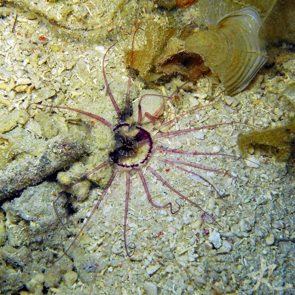 Utangaç Cam Cerianthid