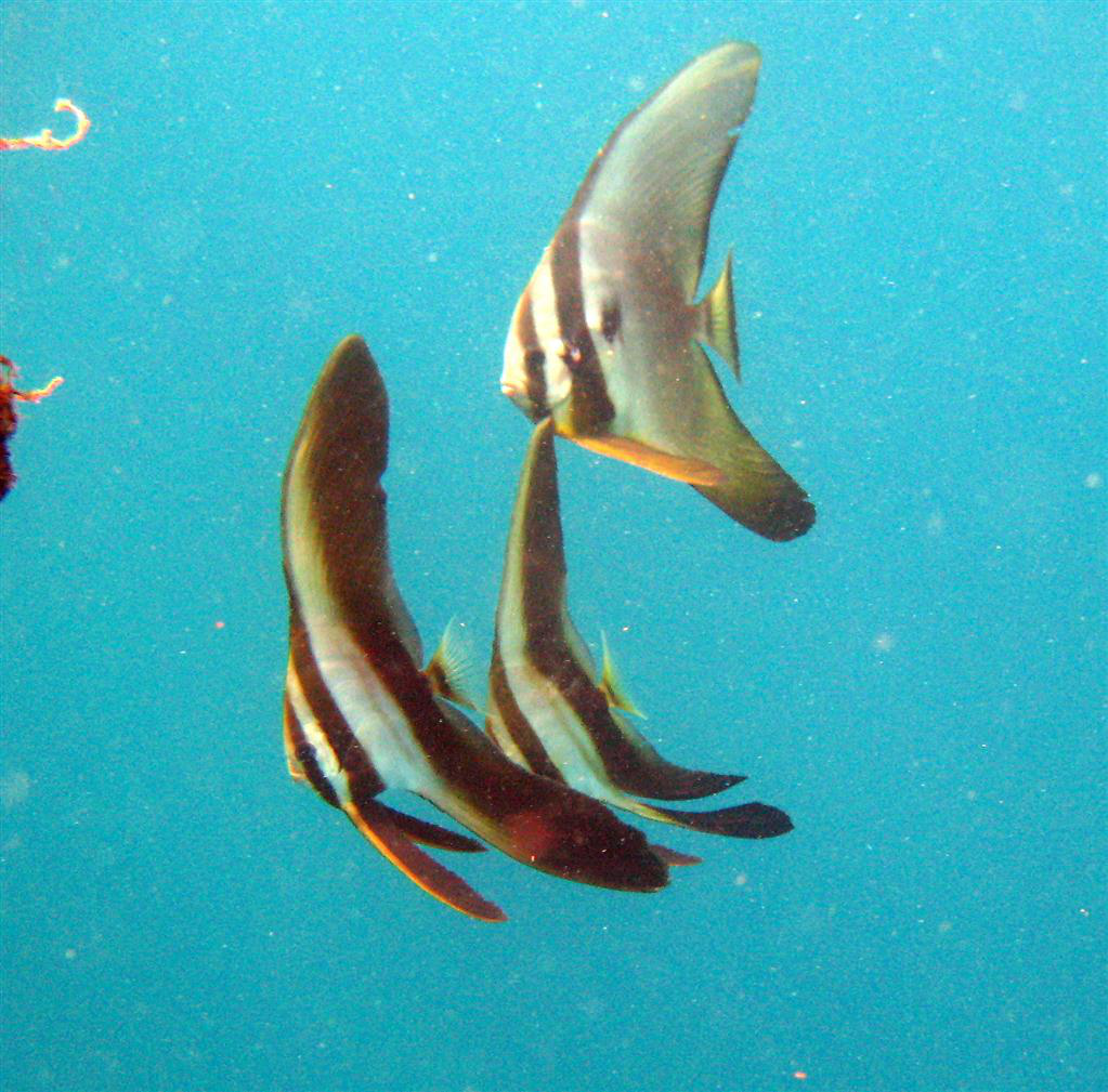 Uzun Yüzgeçli Batfish