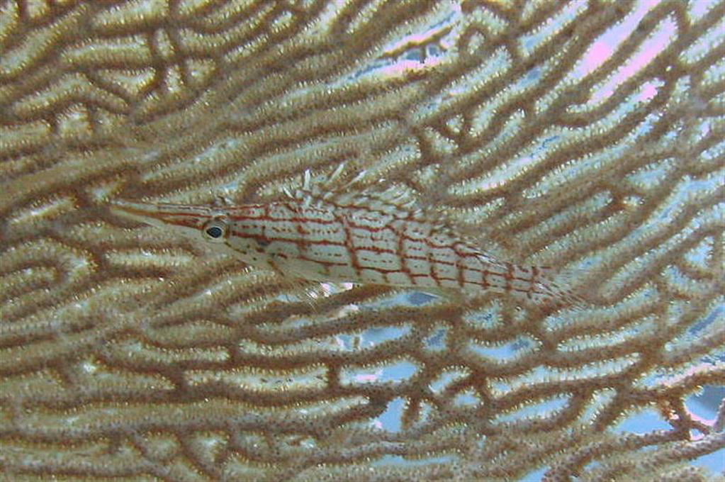 Uzun burunlu şahin balığı