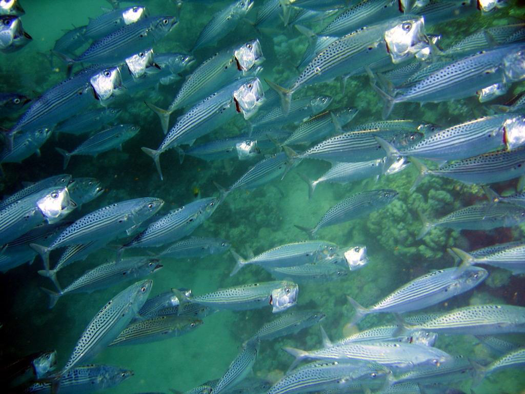 Uzun çeneli uskumru