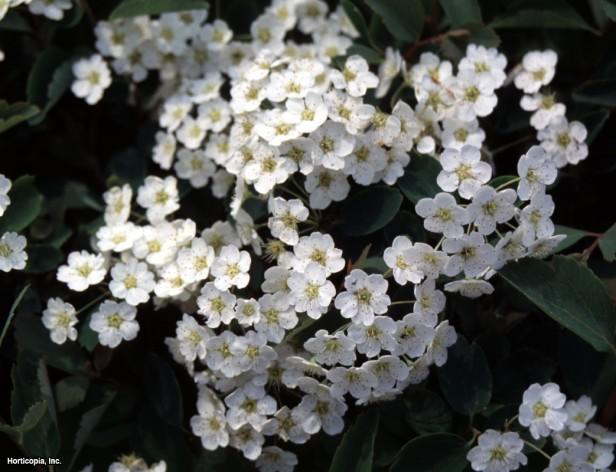 Vanhoutte Spirea